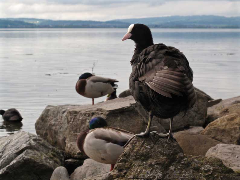 365 x Sempach Oiseaux lacustres sur la rive du lac de Sempach
